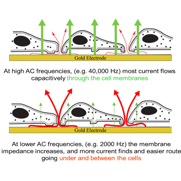 ac-frequency2